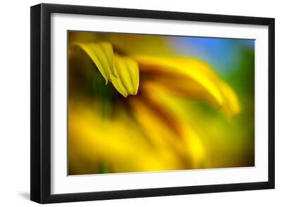 Brown-eyed Susan - Black Framed Art Print Wall Art, 18x12 Brown-eyed Susan - Black Framed Art Print Wall Art, 18x12