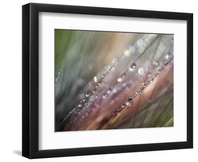 Dew - Black Framed Art Print Wall Art, 12x9 Dew - Black Framed Art Print Wall Art, 12x9