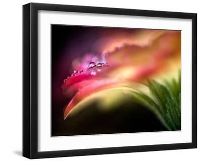 Extreme Dew - Black Framed Art Print Wall Art, 16x12 Extreme Dew - Black Framed Art Print Wall Art, 16x12