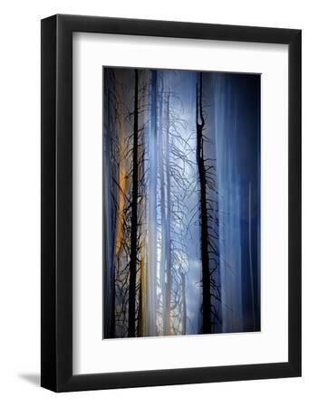 Old Trees - Black Framed Art Print Wall Art, 8x12
