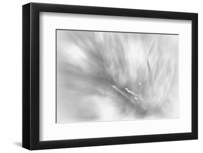 Pine Needles 2 - Black Framed Art Print Wall Art, 12x8