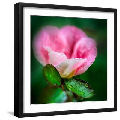 Spring Rose - Black Framed Art Print Wall Art, 16x16